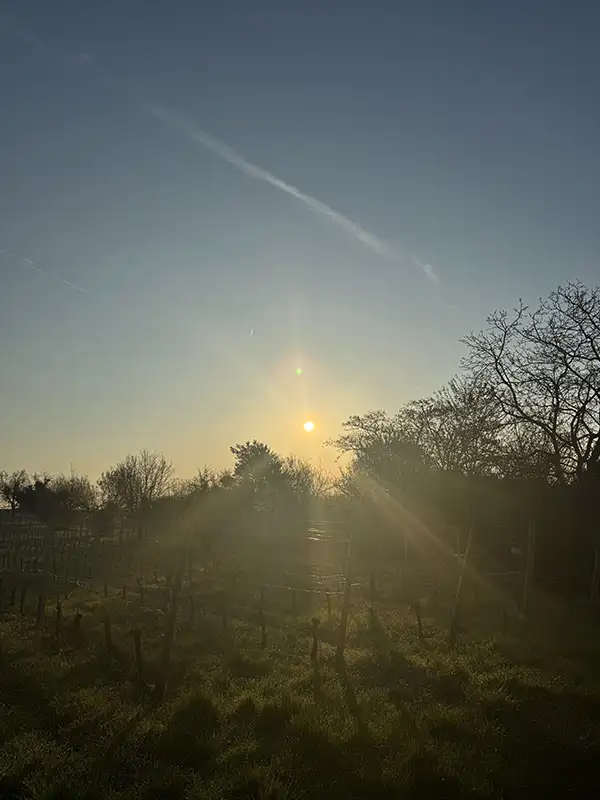 Sicht auf ein Waldrandgebiet; über den Bäumen geht die Sonne unter